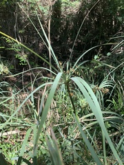 Cyperus sexangularis