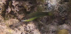 Thalassoma genivittatum