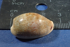 Erronea