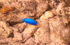 Pomacentrus caeruleus