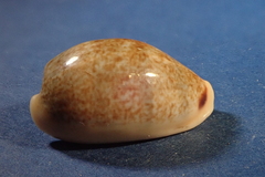 Erronea