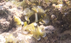 Chrysiptera brownriggii