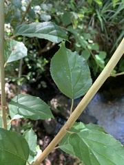 Itea rhamnoides