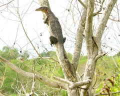 Varanus salvator macromaculatus