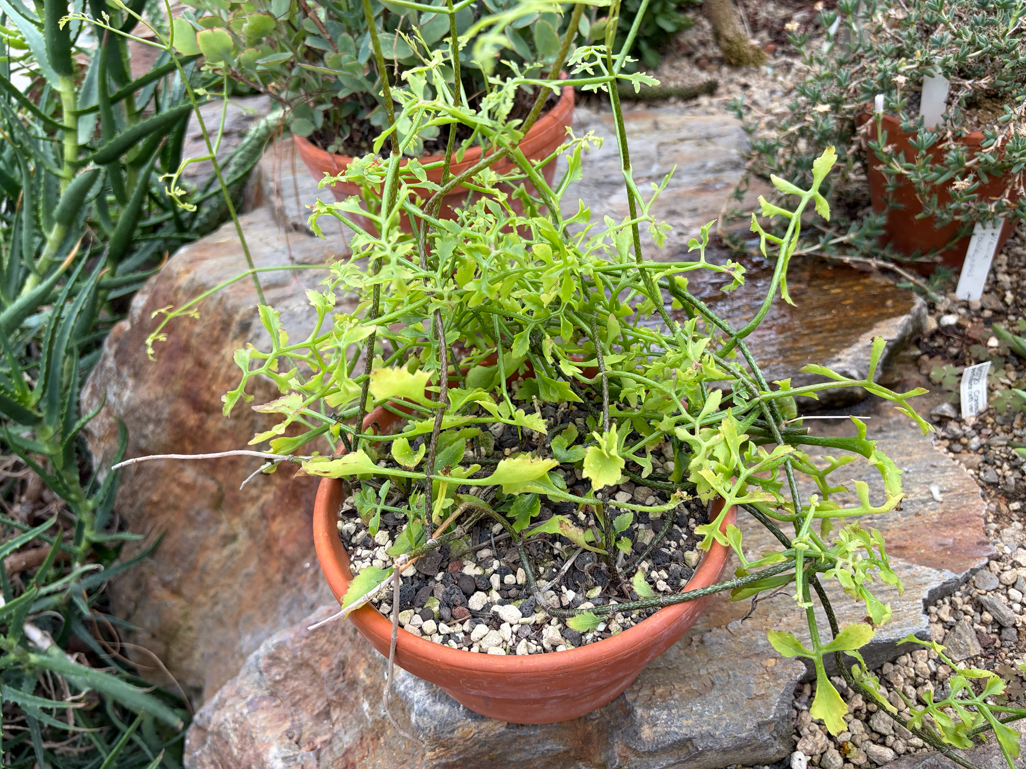Kitchingia schizophylla Baker