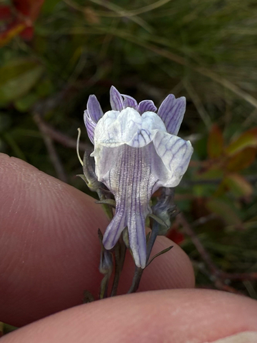 Striped toadflax (Linaria repens)