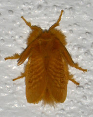 Megalopyge pyxidifera