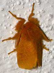Megalopyge pyxidifera