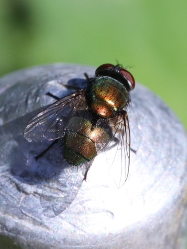 Unknown species found near Champaign, IL 61820, USA