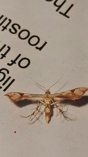 Pterophoridae image