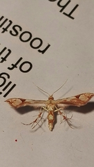Image of Ochyrotica mexicana