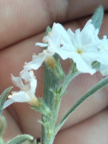 Euploca wigginsii (Euploca wigginsii)