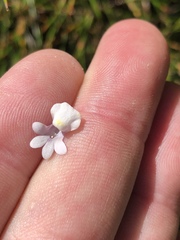 Nemesia brevicalcarata