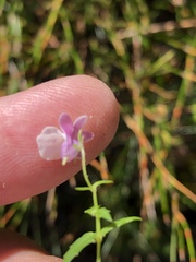 Nemesia brevicalcarata