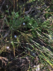 Nemesia brevicalcarata