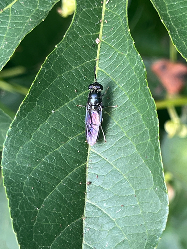 Unknown species found near Winter Ave, Louisville, KY, US