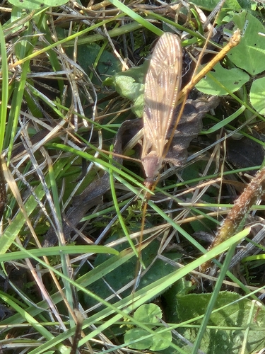Unknown species found near New London, NH, USA