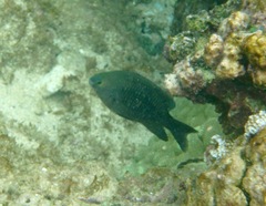 Plectroglyphidodon marginatus