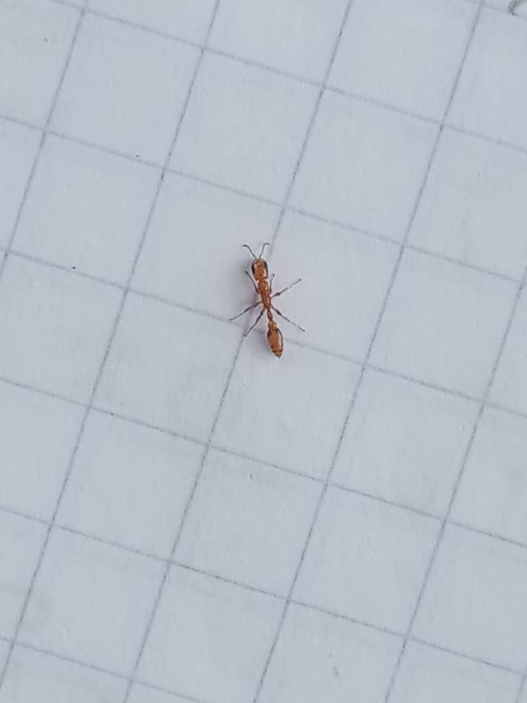 Simple Twig Ant