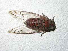 Megapomponia imperatoria