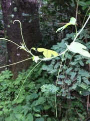 Adenia gummifera