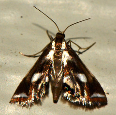 Chrysendeton imitabilis