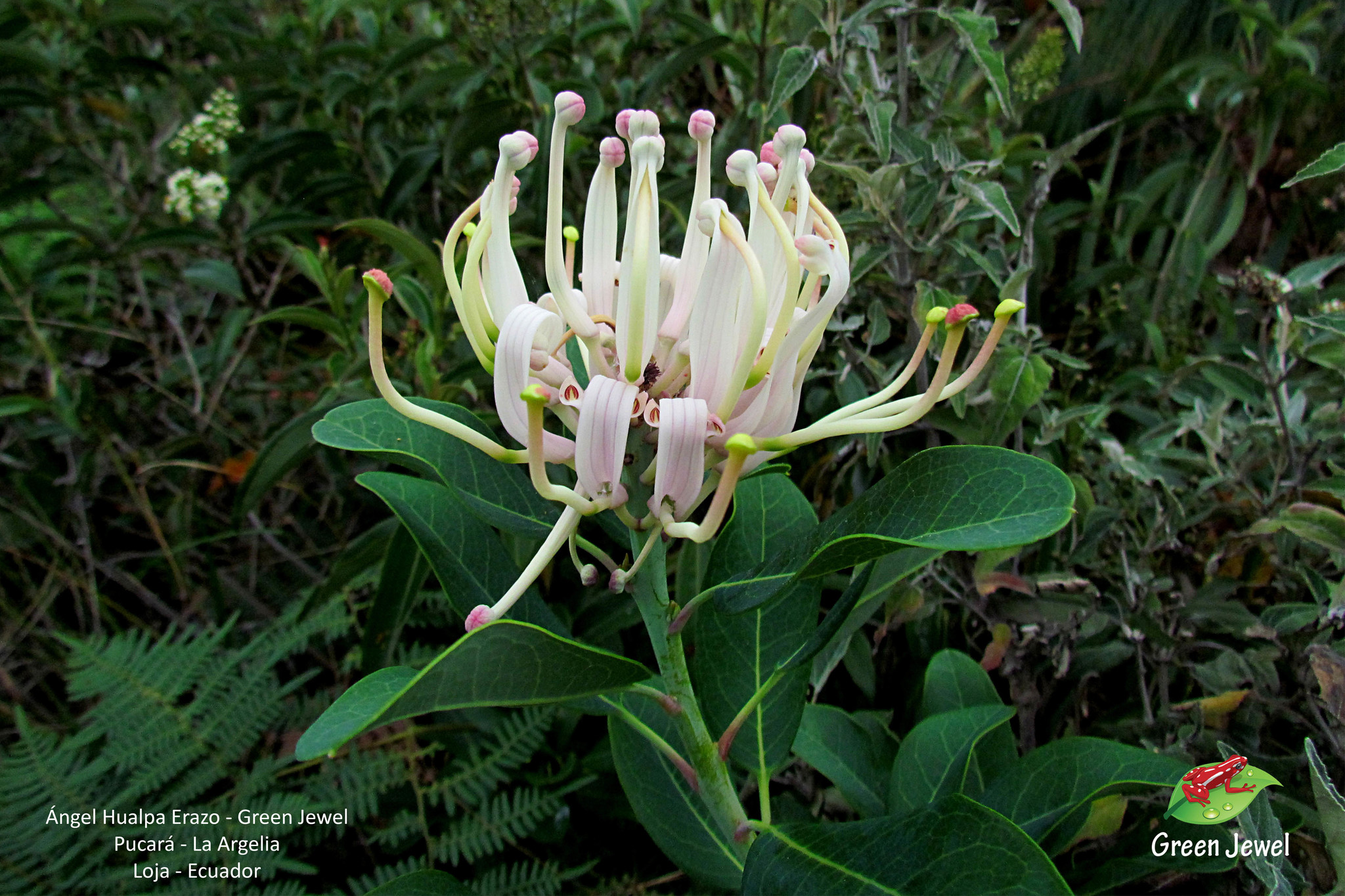 Proteaceae image