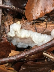 Exidia thuretiana