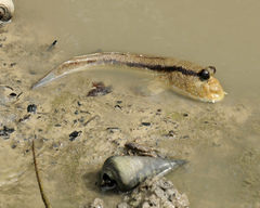 Periophthalmodon schlosseri