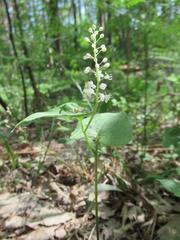 Maianthemum bifolium