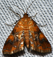 Elophila nebulosalis