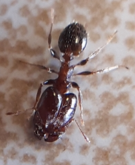 Pheidole capensis