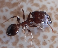 Pheidole capensis