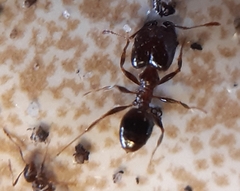 Pheidole capensis