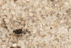 Actocetor indicus