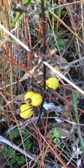 Solanum carolinense