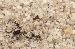 Actocetor indicus