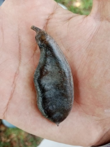 Libidibia glabrata, photograph 5