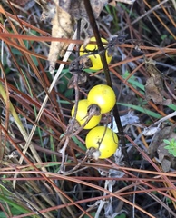 Solanum carolinense
