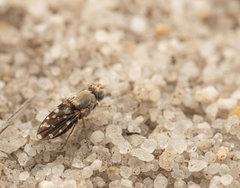 Actocetor indicus