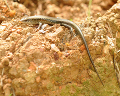 Eutropis multifasciata