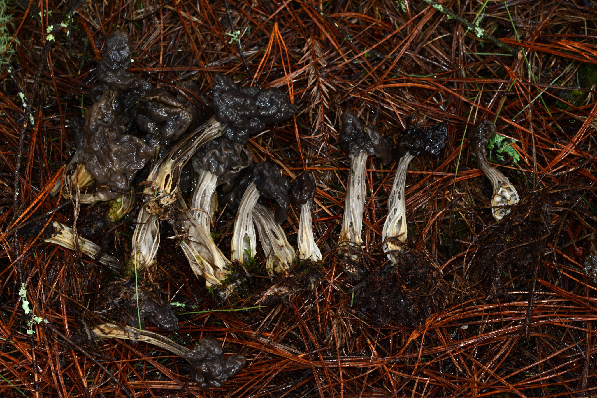 Helvella lacunosa image