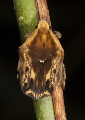 Hoplopyga liturata