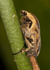 Hoplopyga liturata