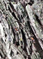 Liometopum microcephalum