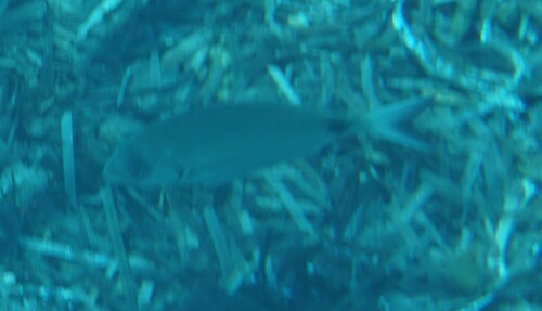 Diplodus sargus