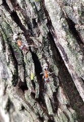 Liometopum microcephalum