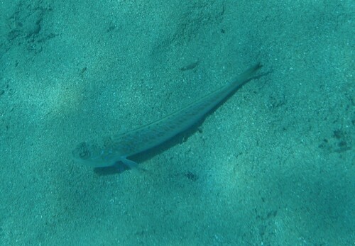 Trachinus draco