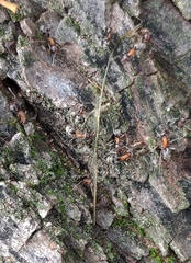 Liometopum microcephalum