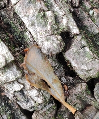 Liometopum microcephalum